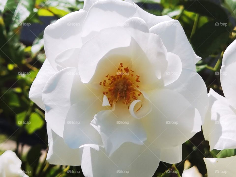 white petal flower