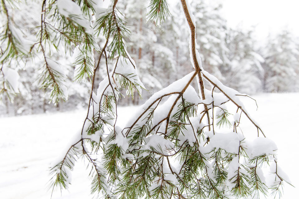 Snowy winter