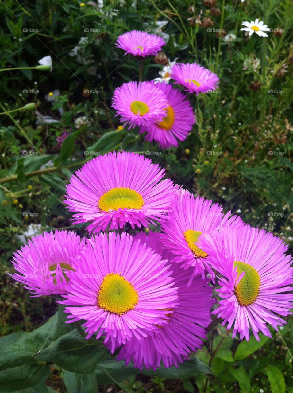 sweden flowers garden flora by lgt41