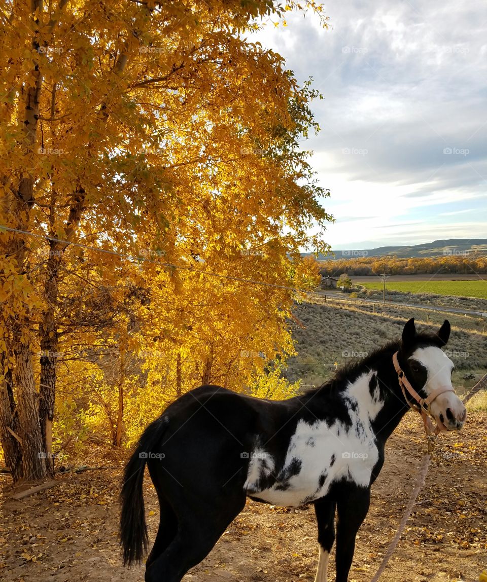 Horse standing at farm during autumn