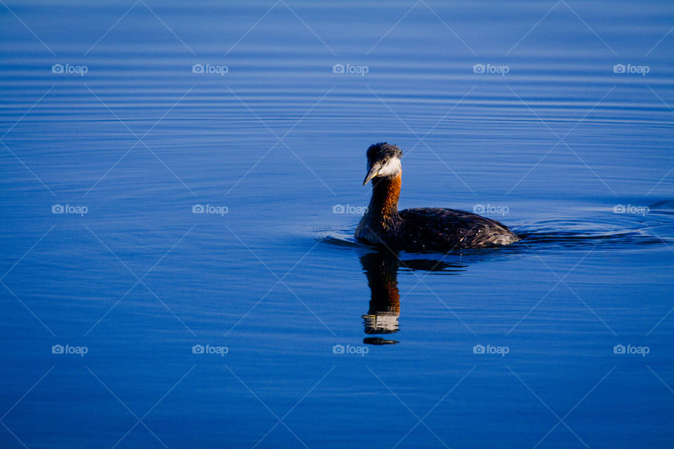 Great crested grebe