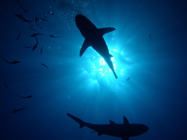 ocean blue sun fish by FrankTheDog