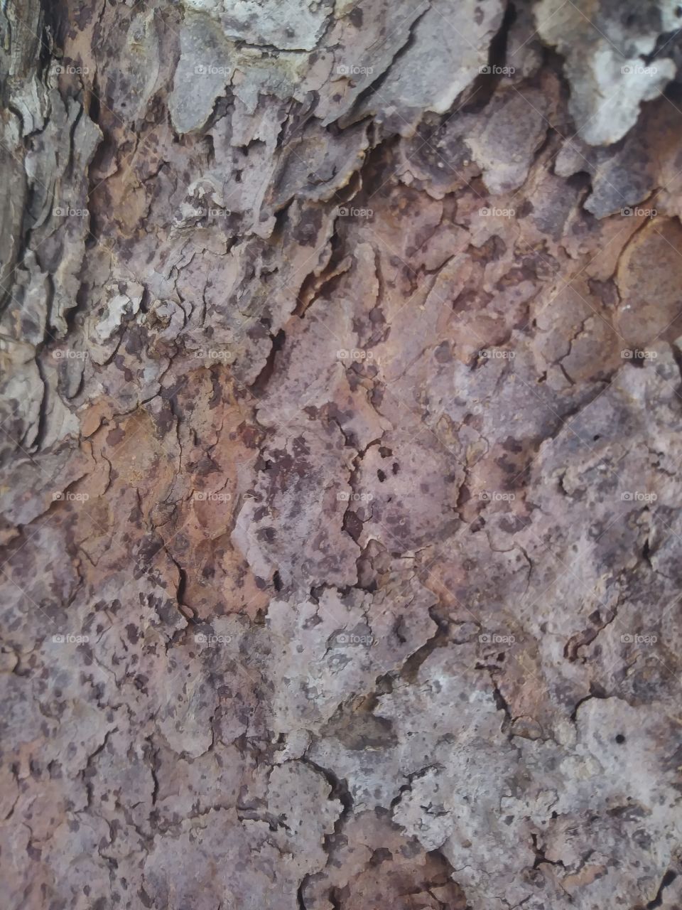 Tree bark