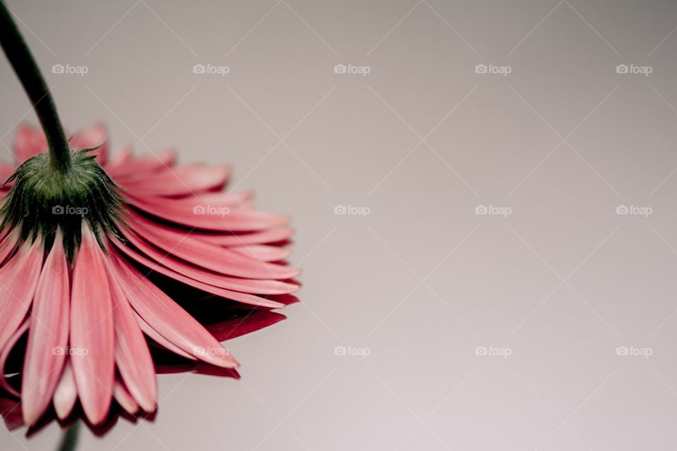 Gerbera