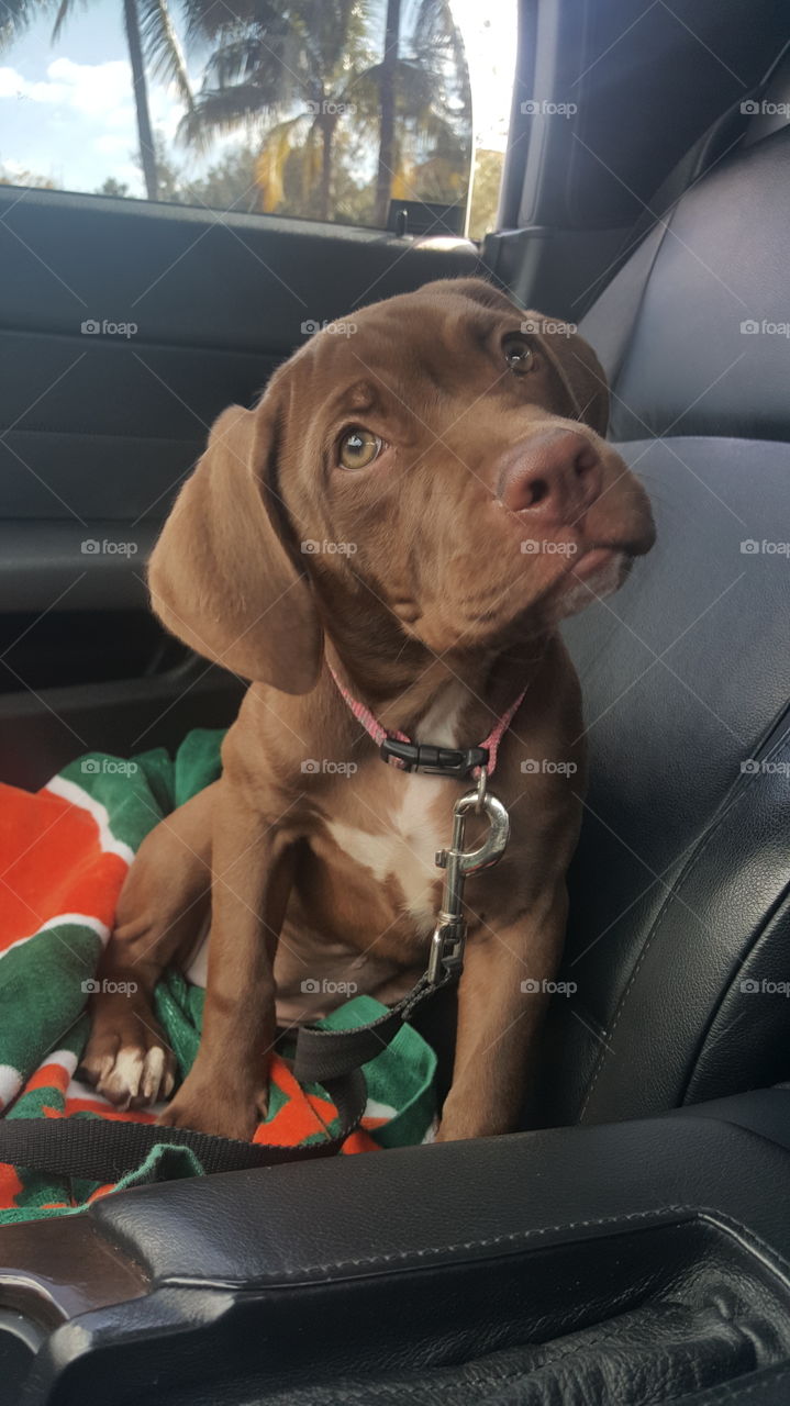 Hennessey - Pitbull/Chocolate Lab Mix