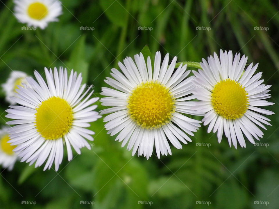 green spring flowers yellow by hugo