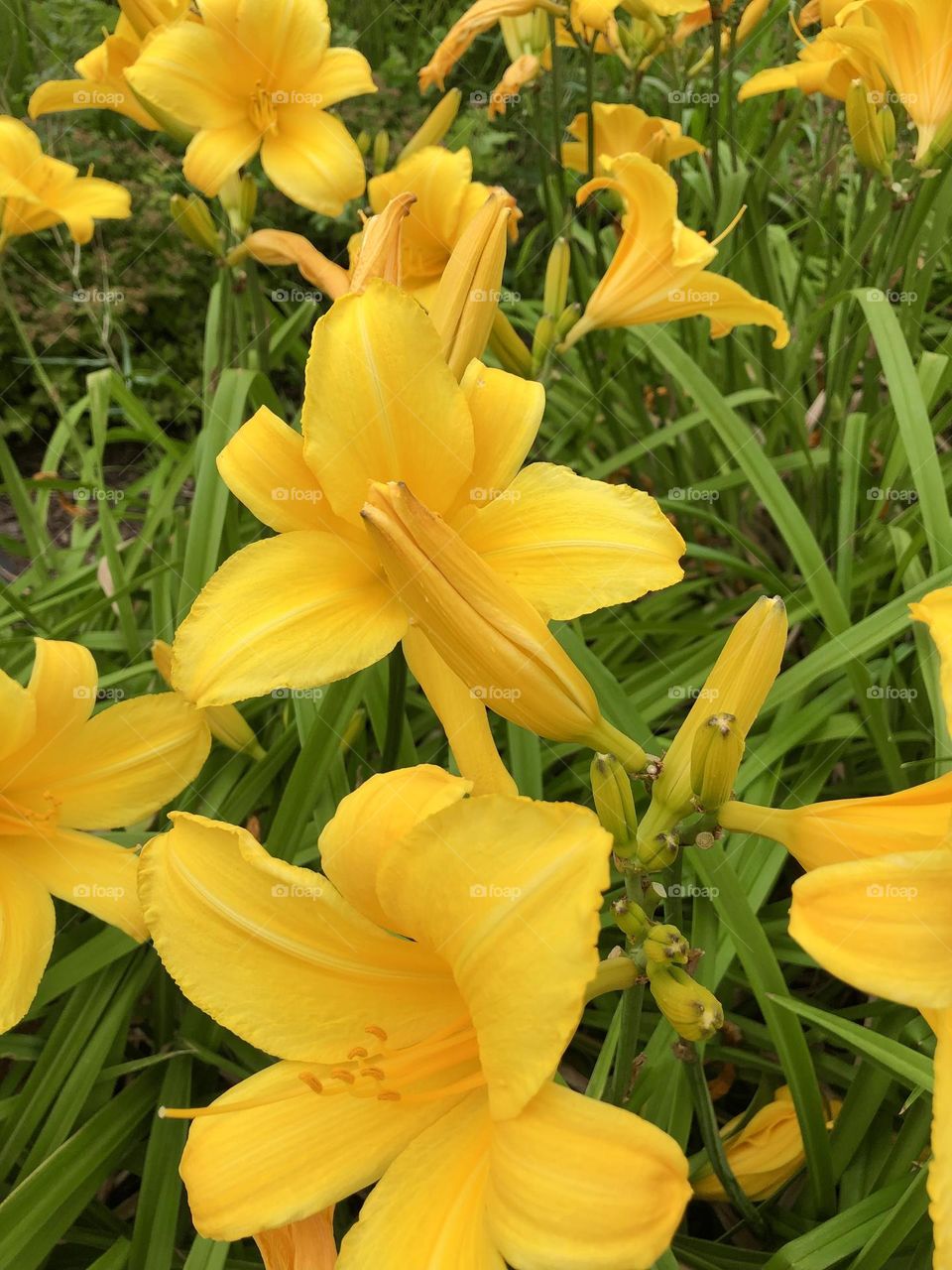 Close up yellow flowers 