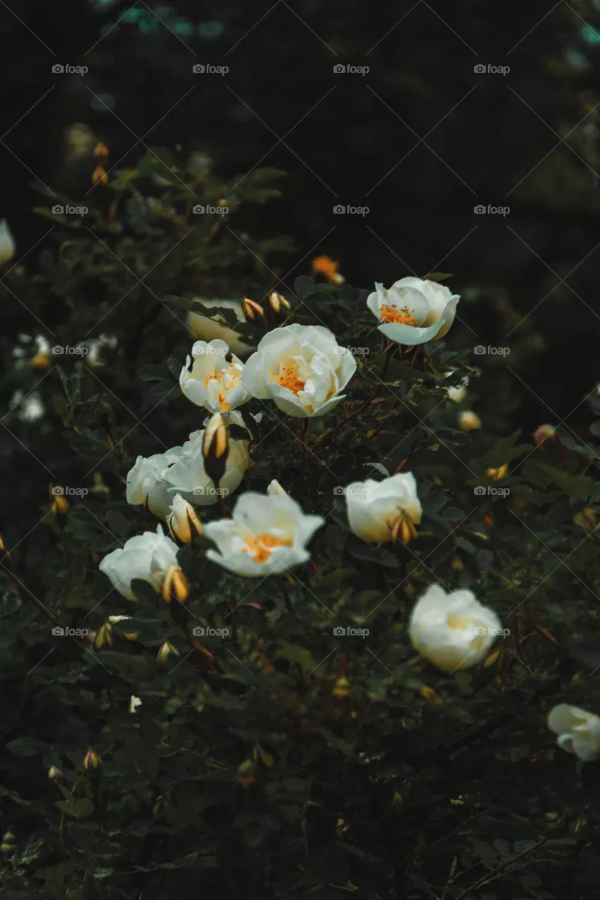 plants