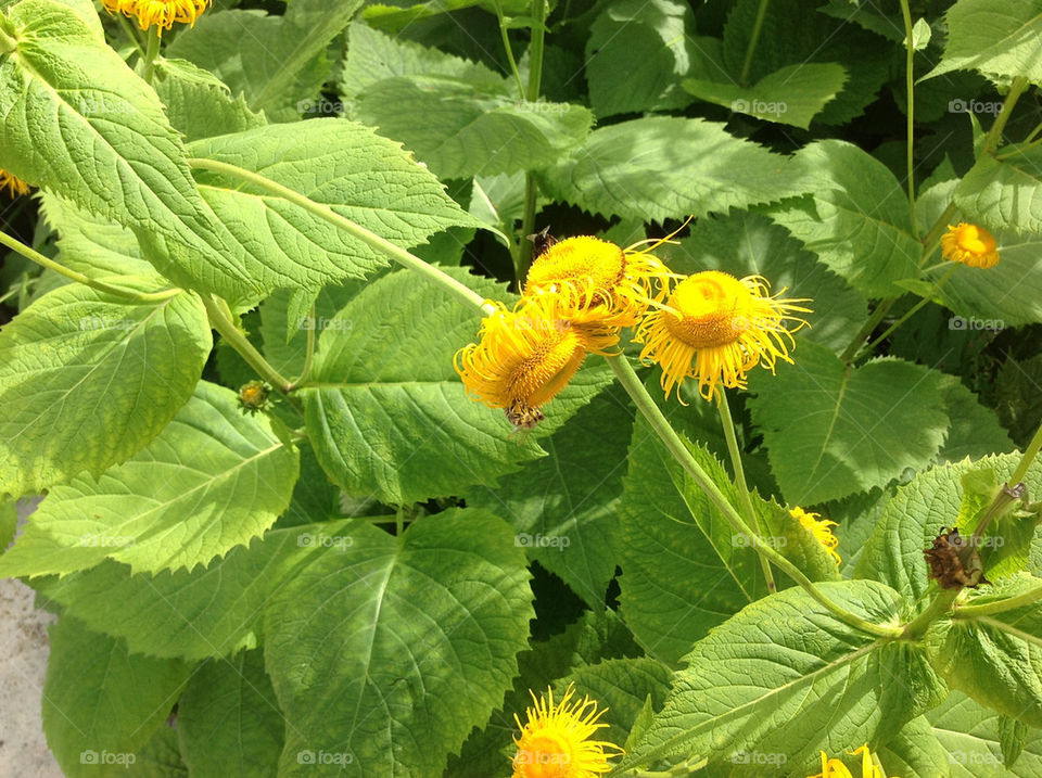 yellow flower leaves bees by lexlebeur