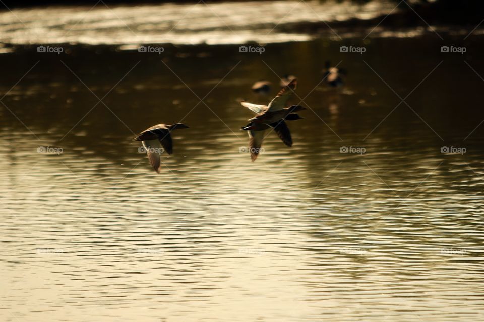 Ducks