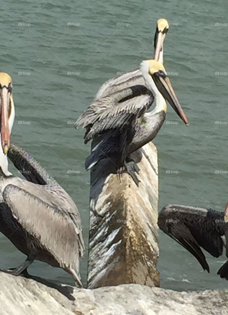 Pelicans on Perch