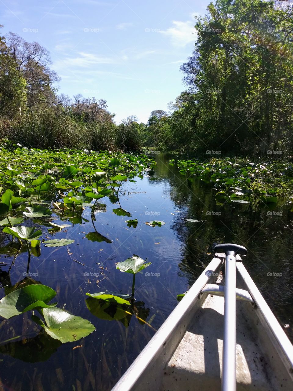 Canoeing 8.5 miles in Wekiva Florida.