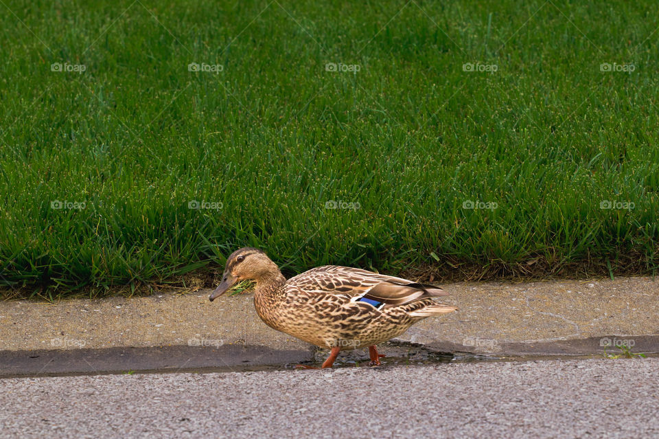 duck in the road