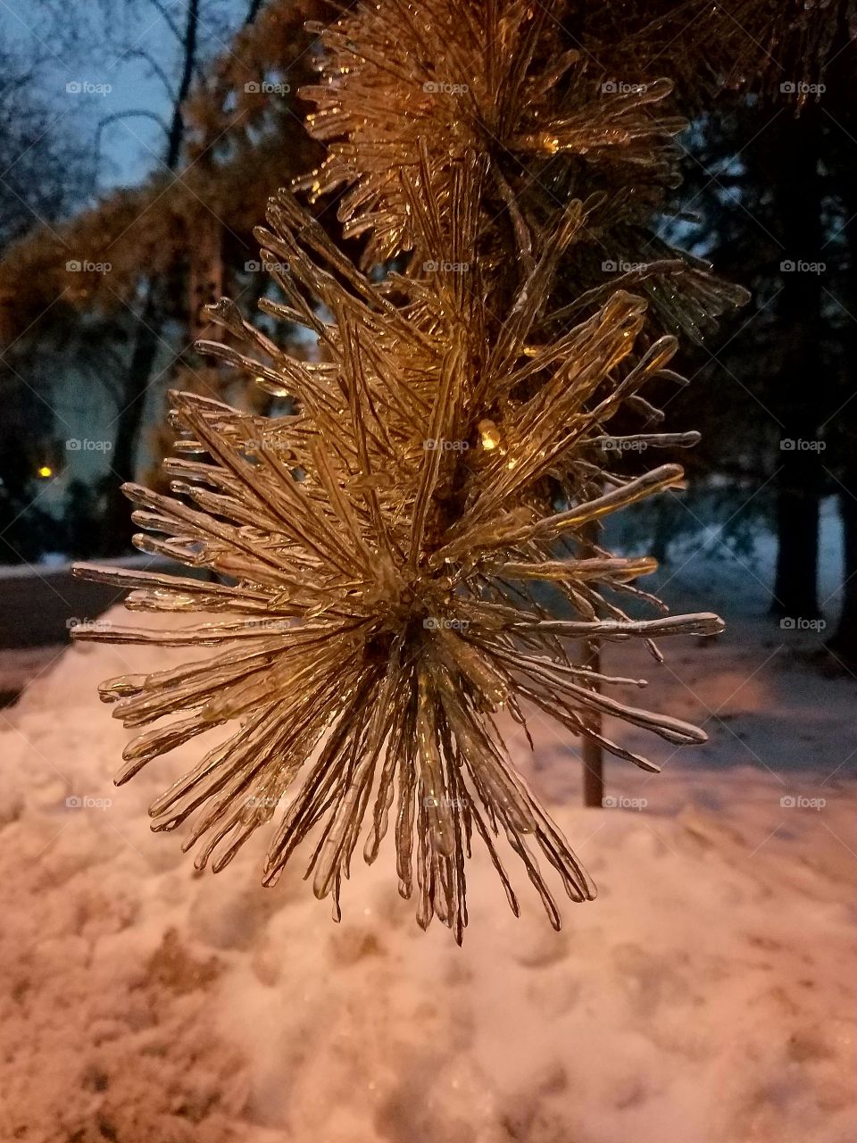 Ice on a tree