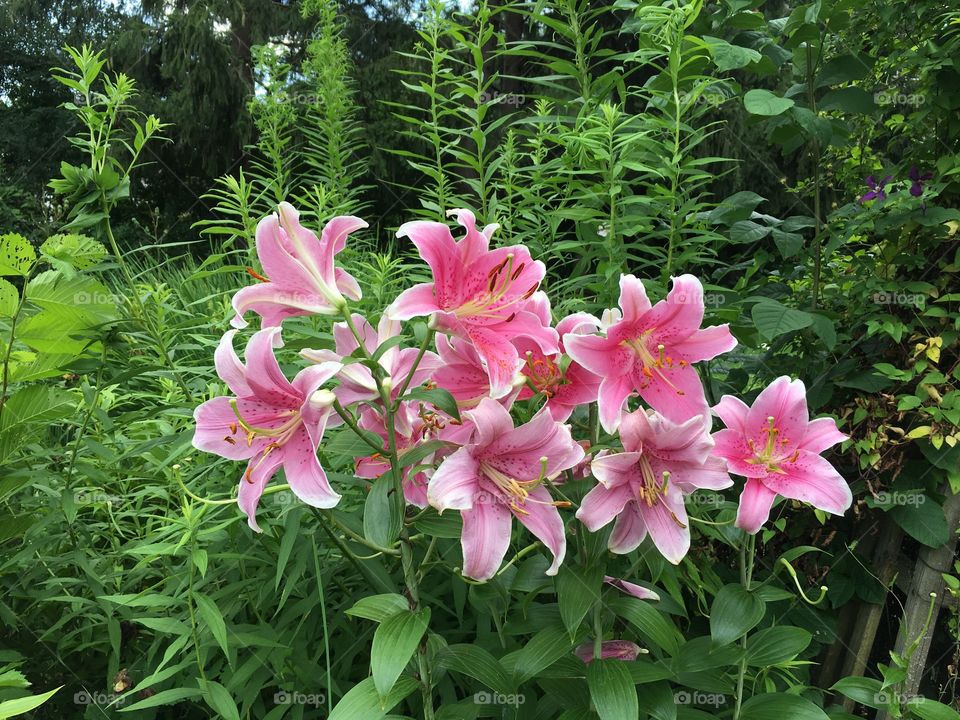 Lily bushes 