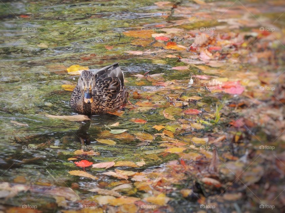 Maple Duck?  Autumn in Nikko, Japan