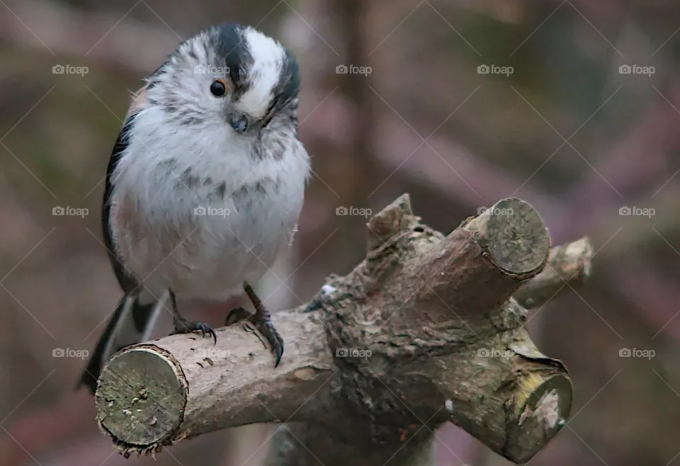 A bird