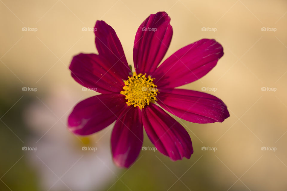 Flower close up