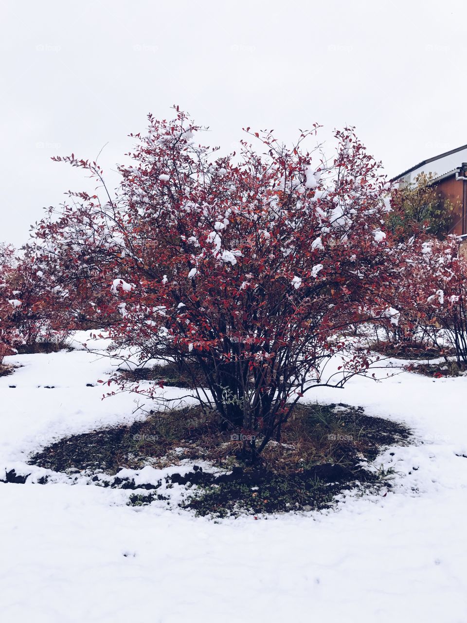 View of trees during winter