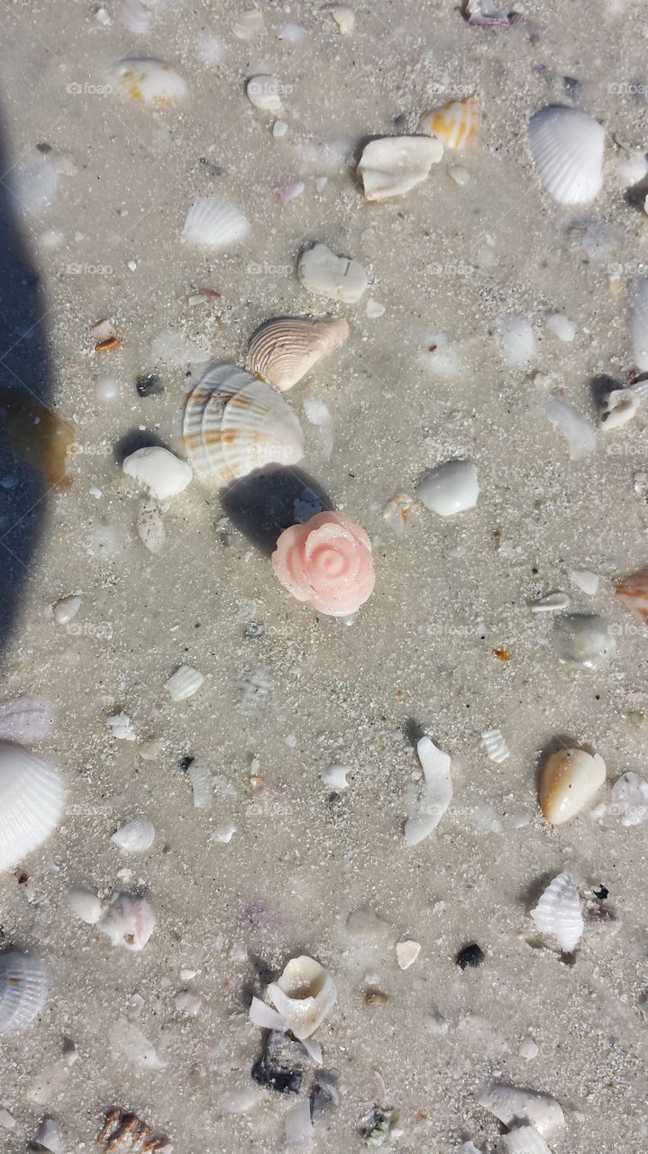 Beach flower