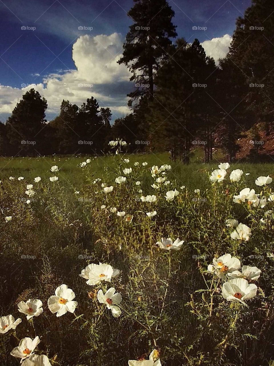 Northern AZ. forest with field of flowers