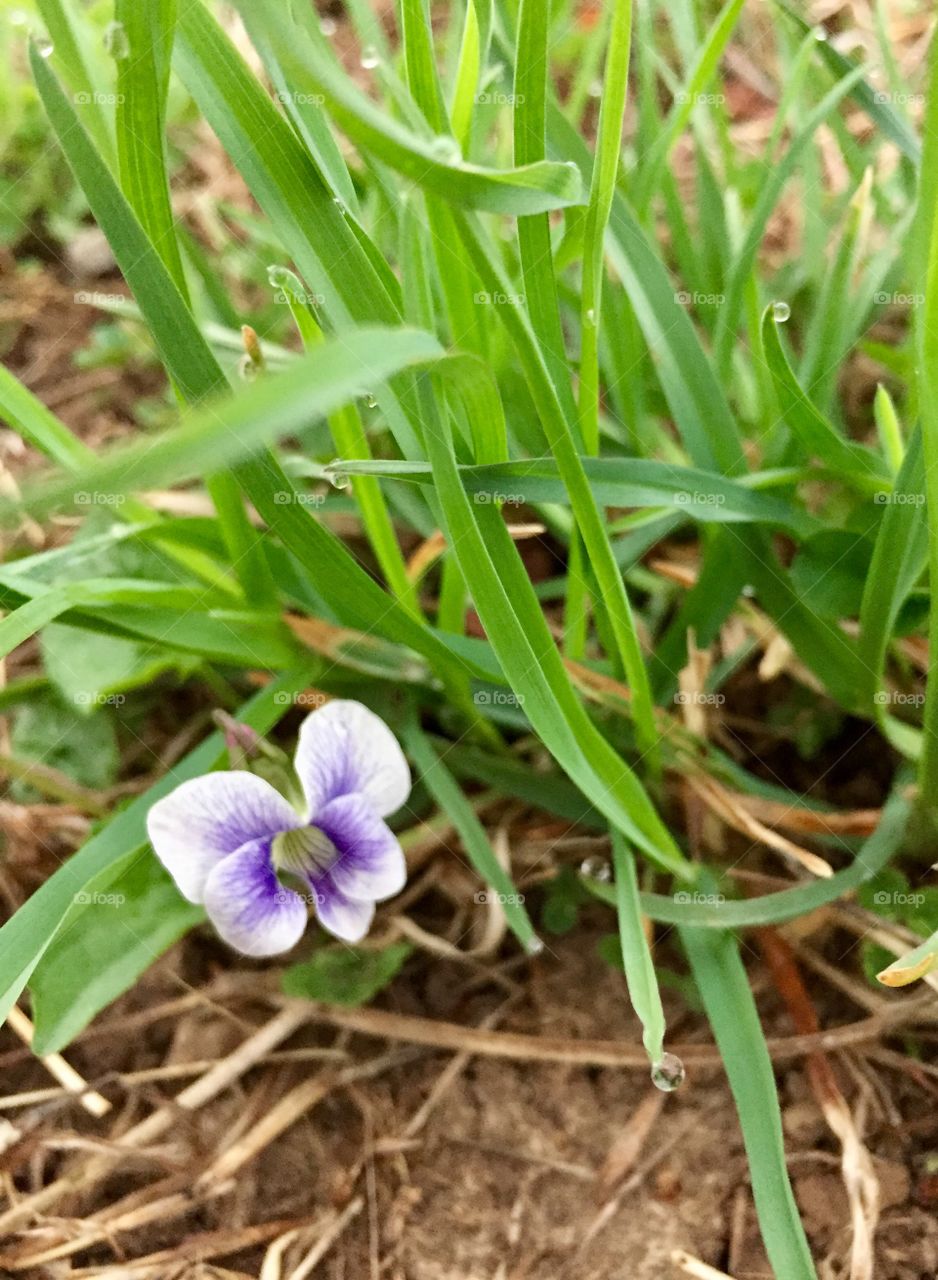Closeup of a white and purple wild violet in a pasture