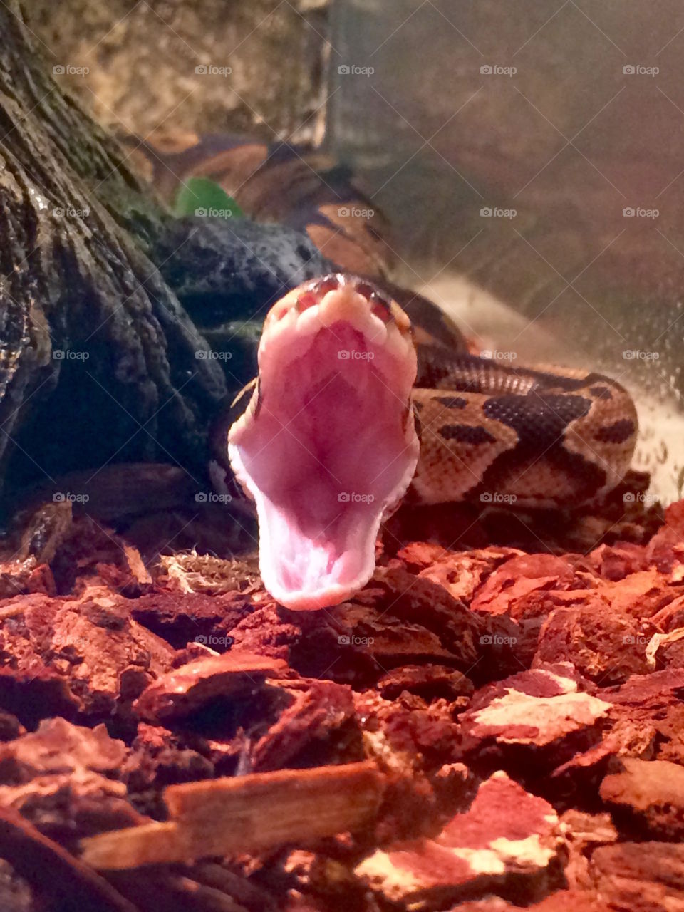 Ball python yawn 