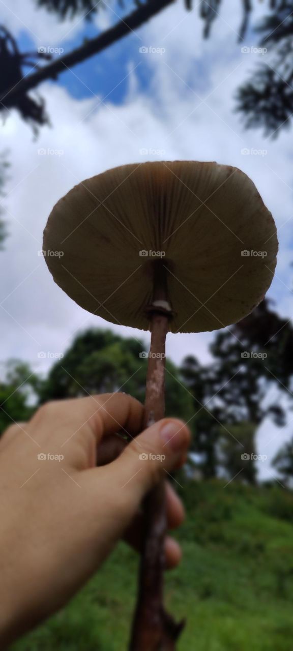 mushrooms on the wind