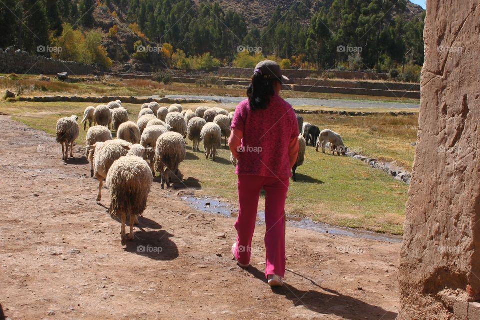 herding the Sheep