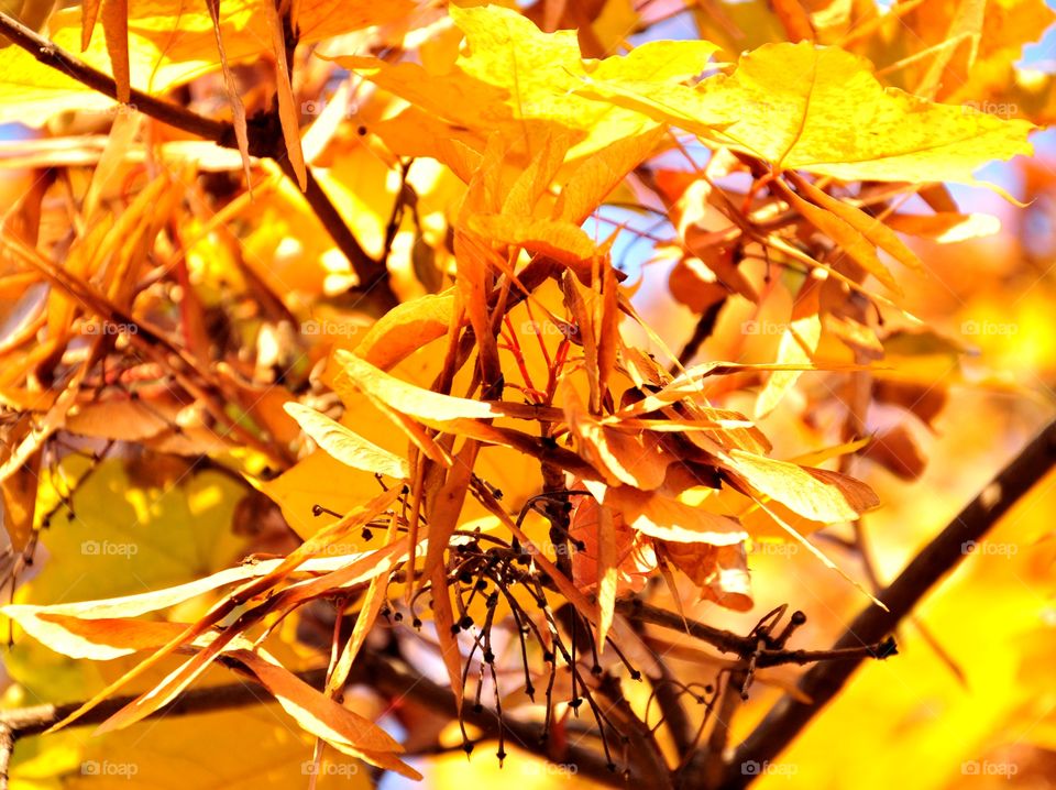 Close-up of autumn leafs