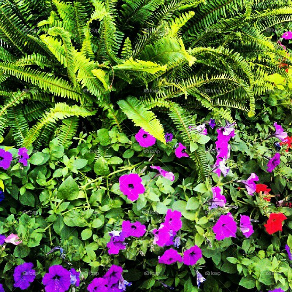 Flowers outside shopping center