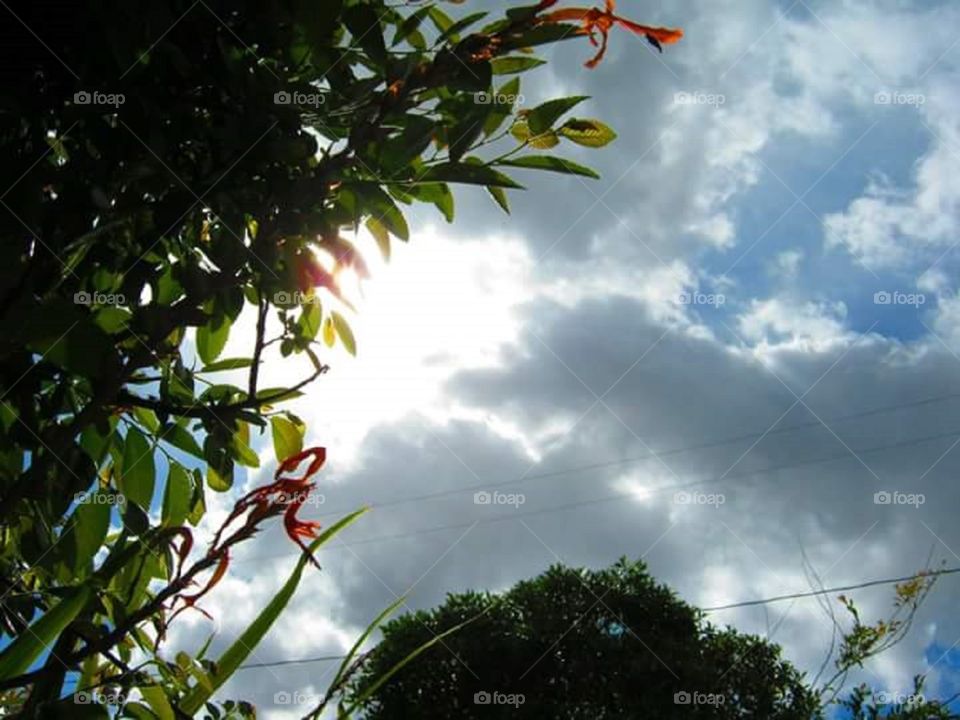 sunlight through leaves