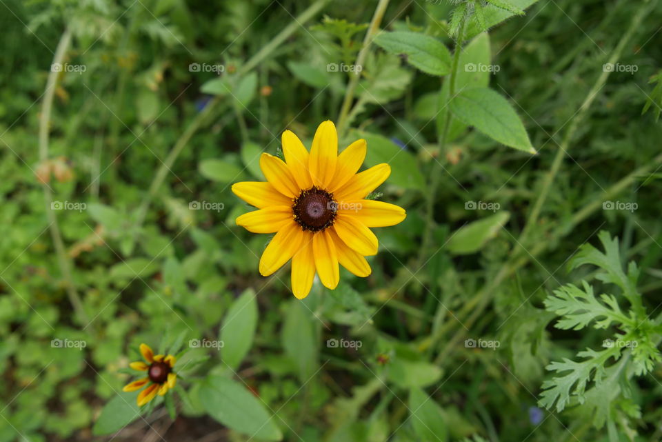 beautiful bee-friendly flower on a wild meadow