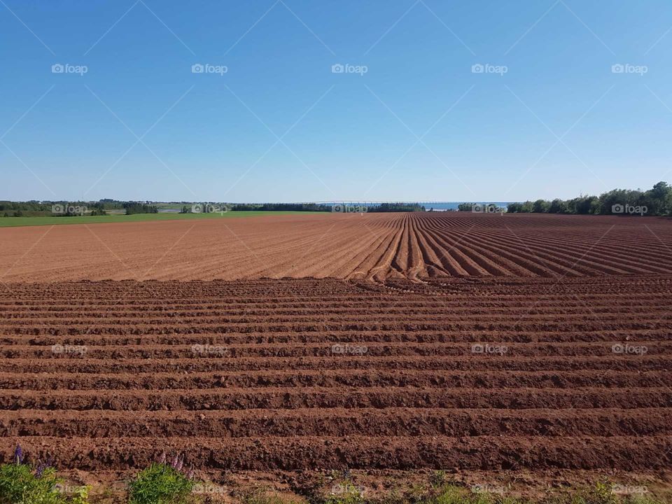 A farmer's field newly groomed and ripe for next season's growth.