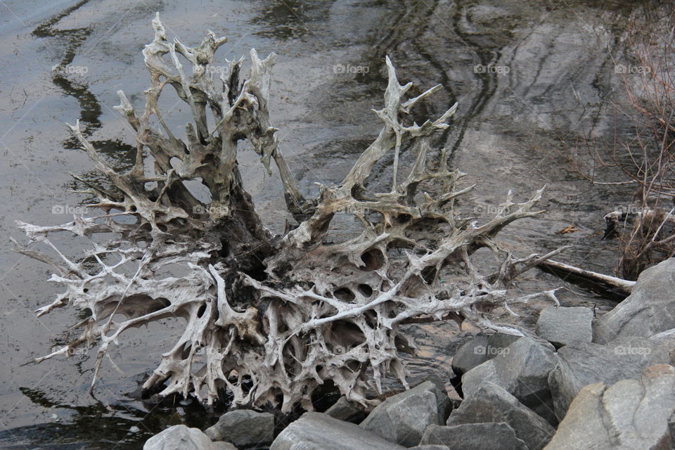 Driftwood