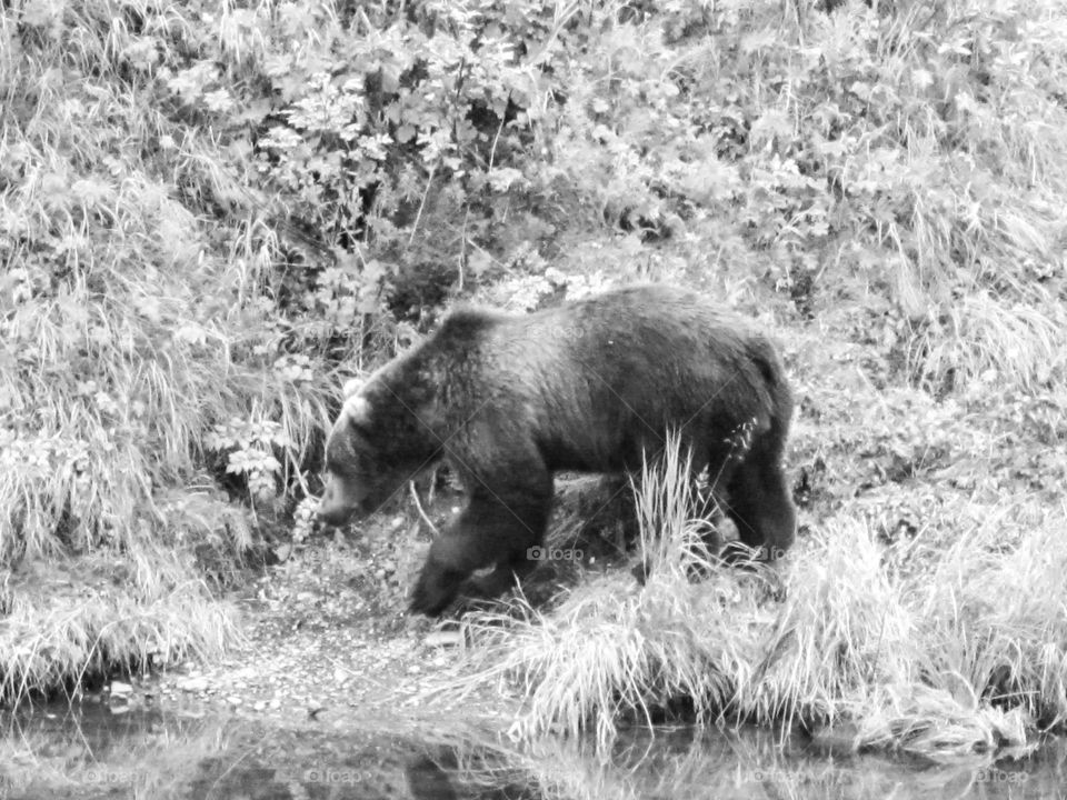 Kodiak Brown Bear. Kodiak Brown Bear