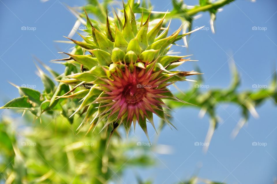 Flower growing outdoors