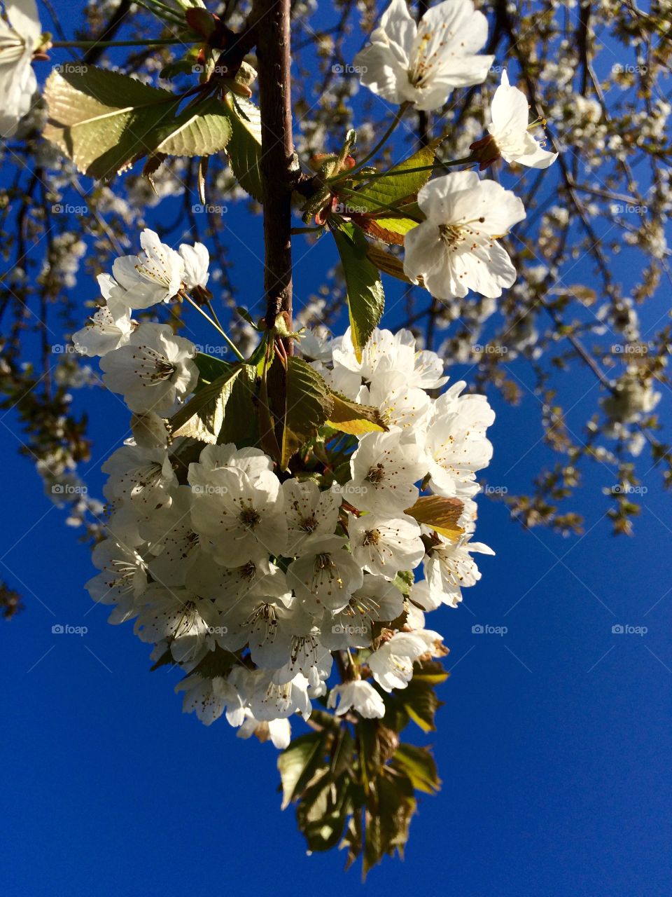 Beautiful Blossom. Glorious day, beautiful blossom ...