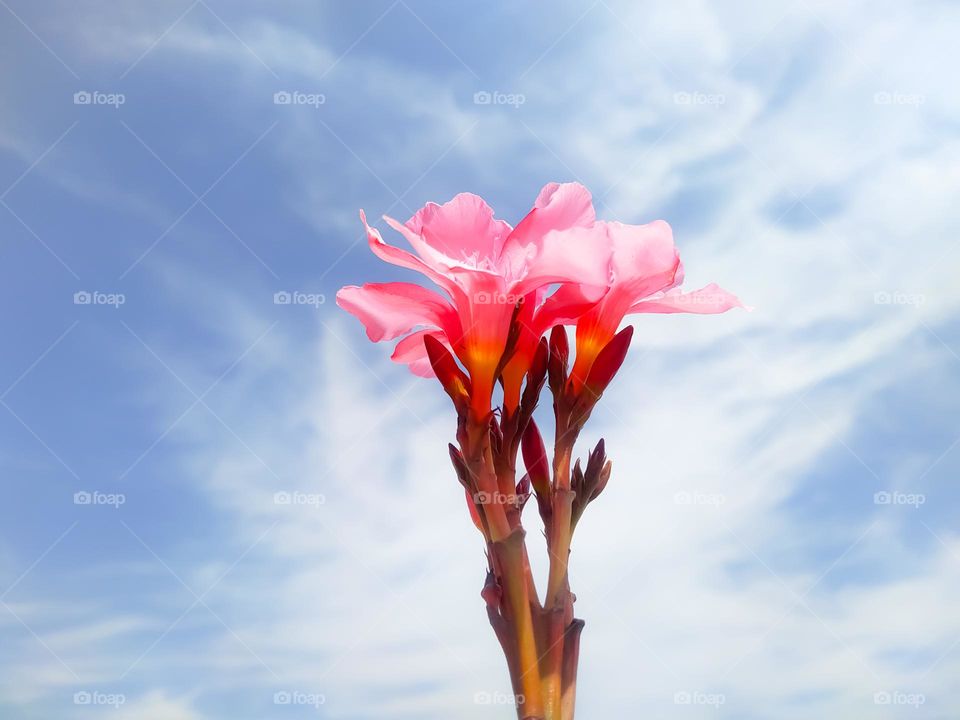 A beautiful view of red flower on nerium oleander against a cloudy sky