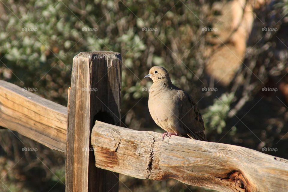 Dove on a Wooden Railing