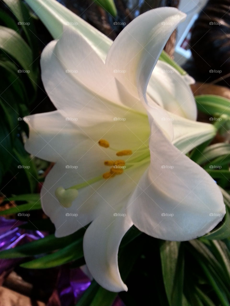 easter lilly. easter flower