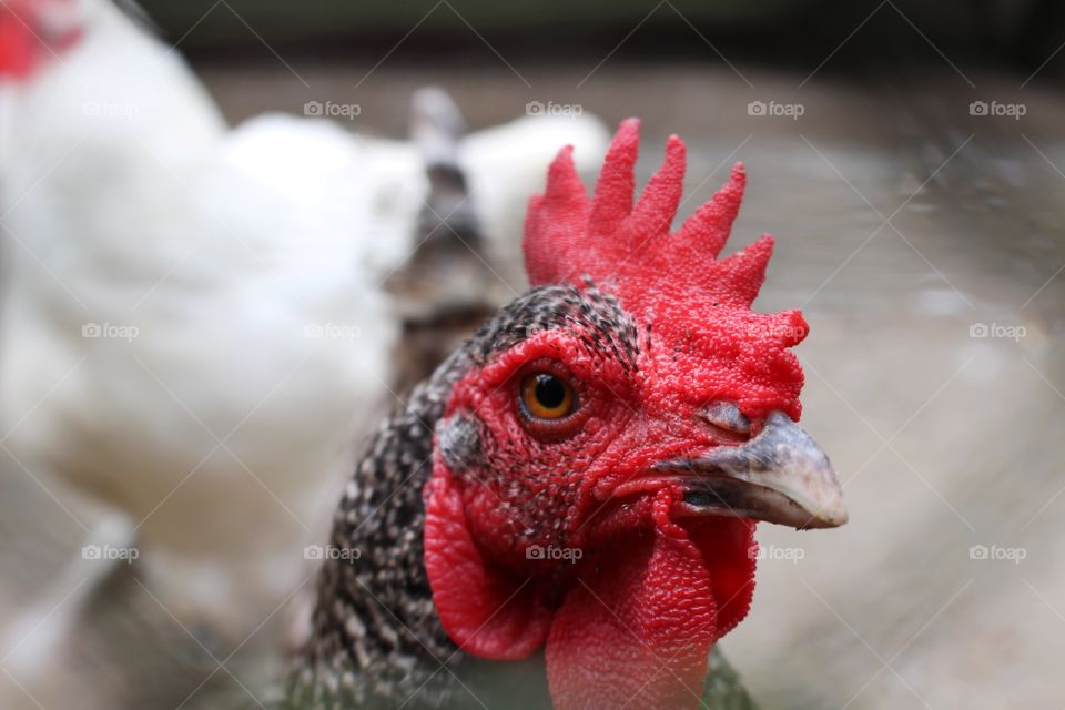A rooster with a red face