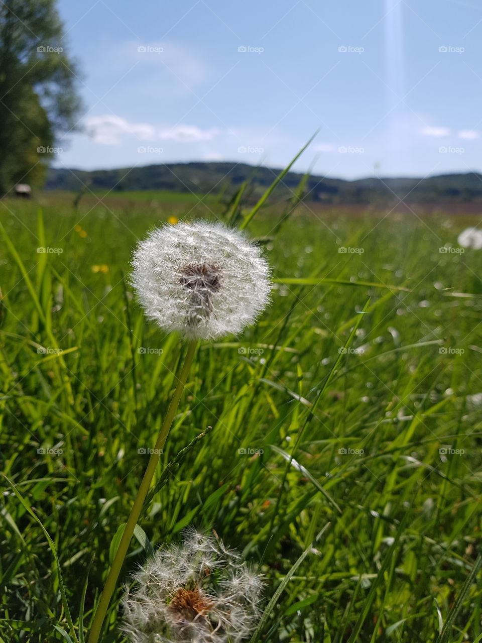 dandelion loewenzahn