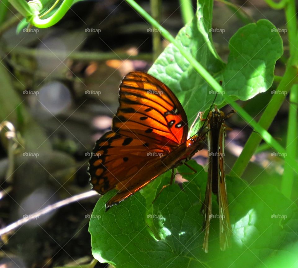 A meeting of butterflies