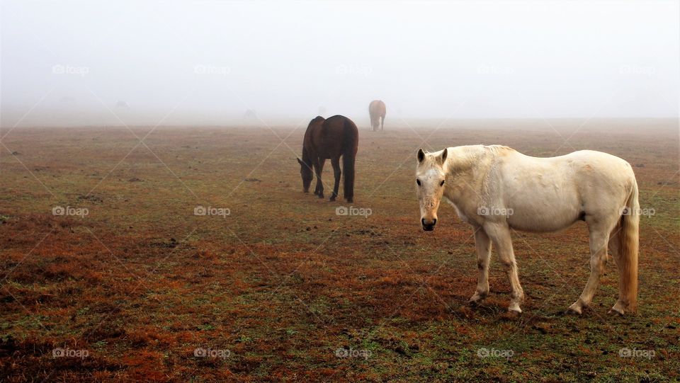 Horses in field