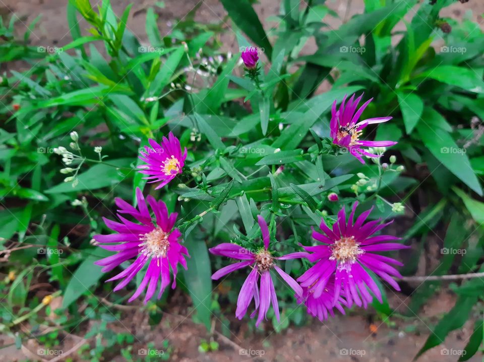 This is a one of beautiful flowers in my garden. Scientific name: Aizoaceae, Higher classification: Caryophyllales, Rank: Family.