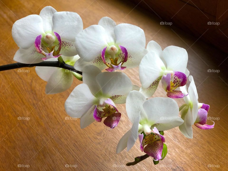 White and pink orchids on the windowsill