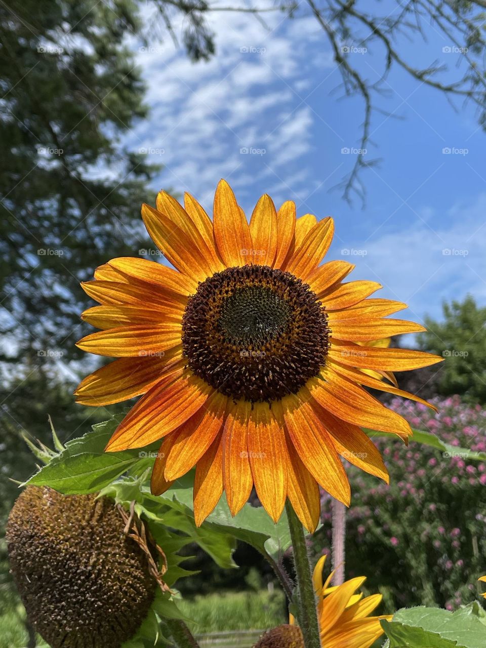 Beautiful and Bright