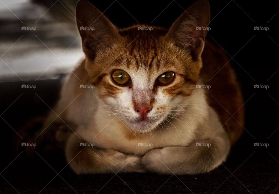 portrait of a pet cat