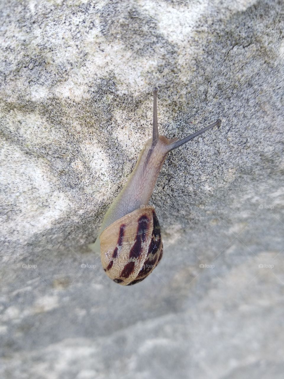 Snail